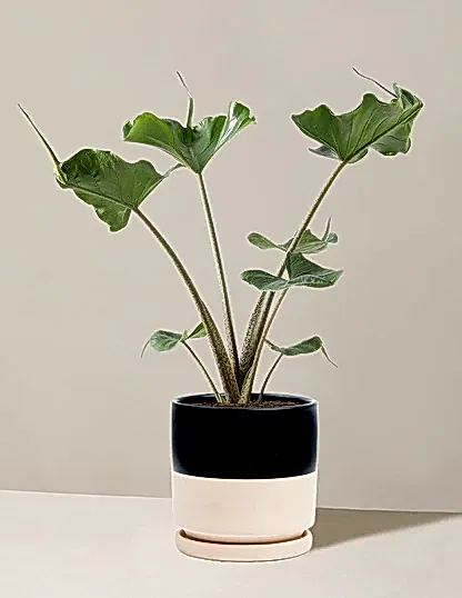 Alocasia Stingray