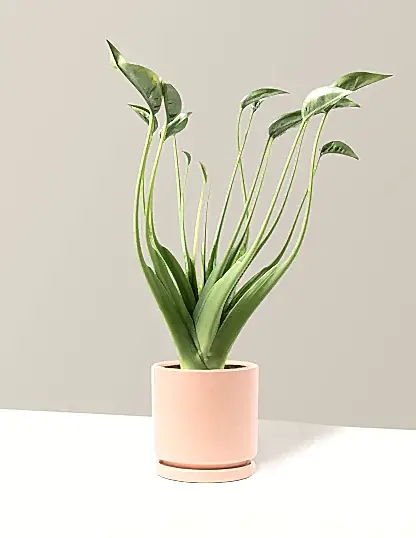 Alocasia Tiny Dancer