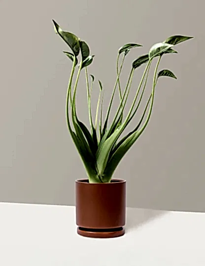 Alocasia Tiny Dancer