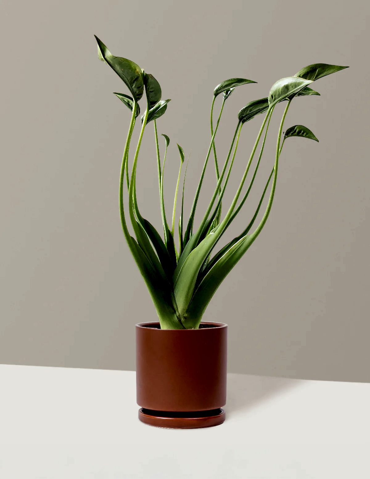 Alocasia Tiny Dancer
