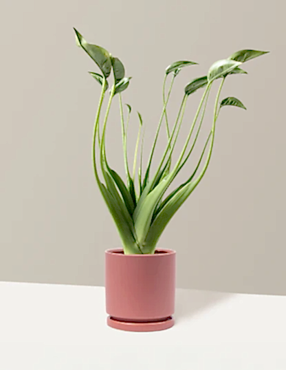 Alocasia Tiny Dancer