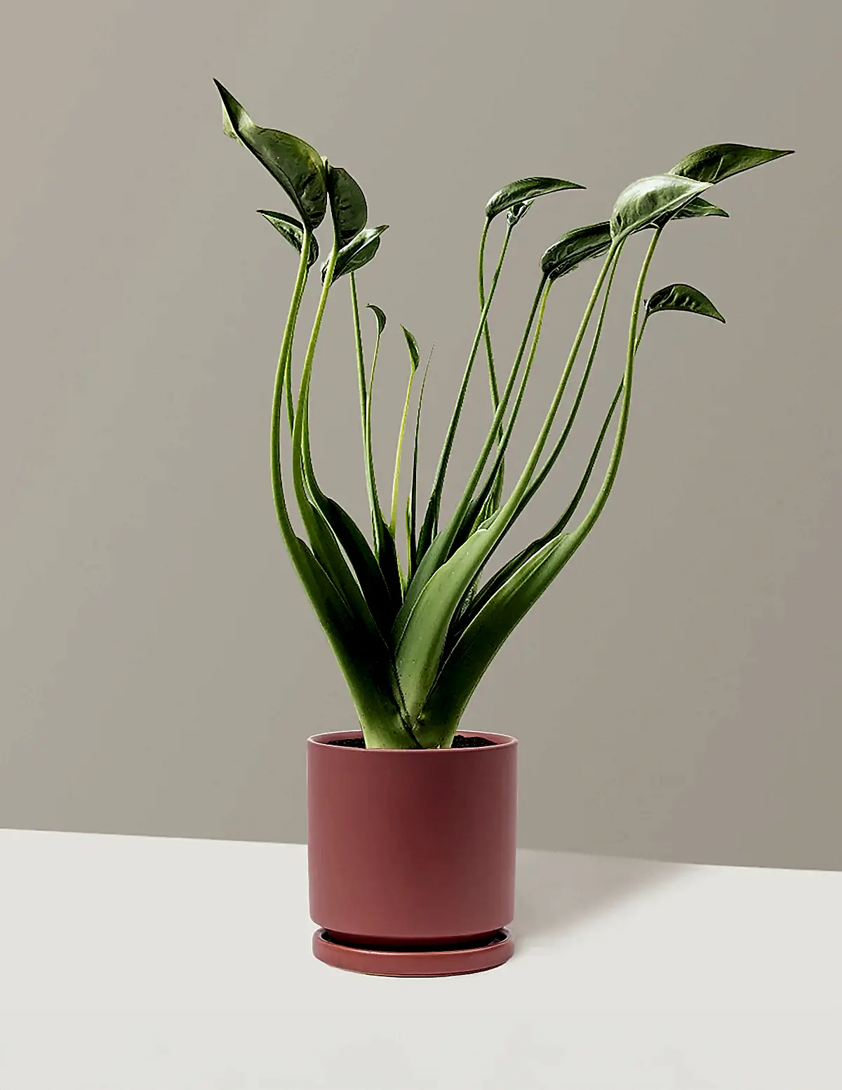 Alocasia Tiny Dancer