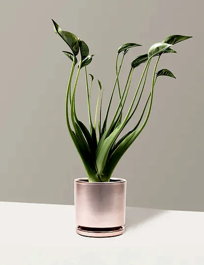 Alocasia Tiny Dancer