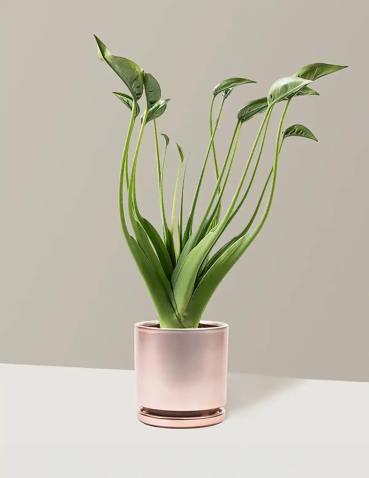 Alocasia Tiny Dancer
