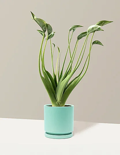 Alocasia Tiny Dancer