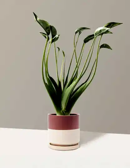Alocasia Tiny Dancer