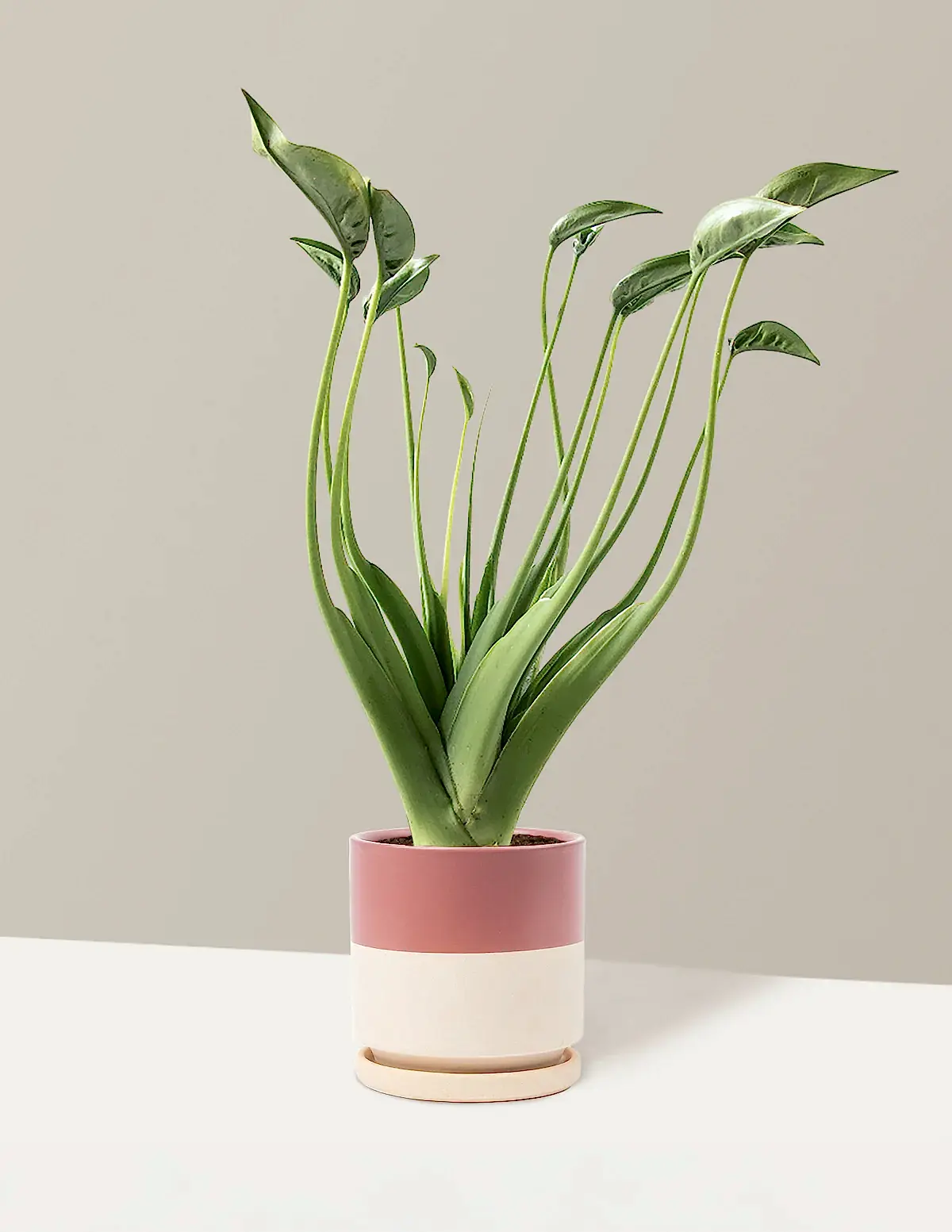 Alocasia Tiny Dancer