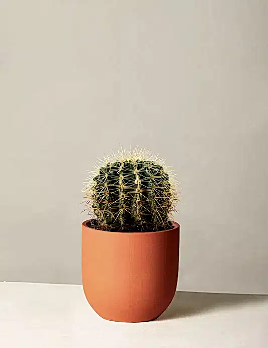 Barrel Cactus