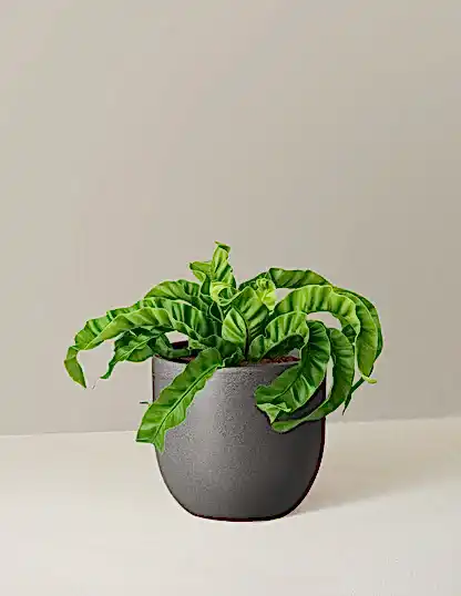 Hurricane Fern