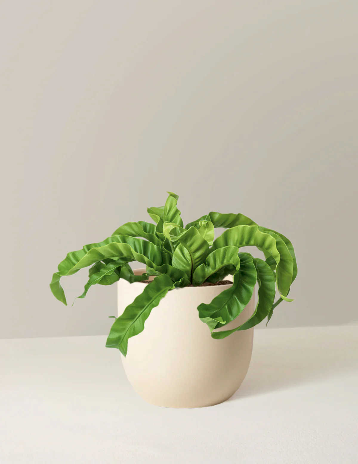 Hurricane Fern