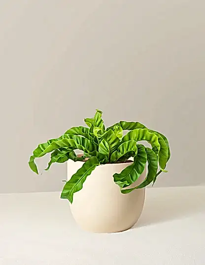 Hurricane Fern