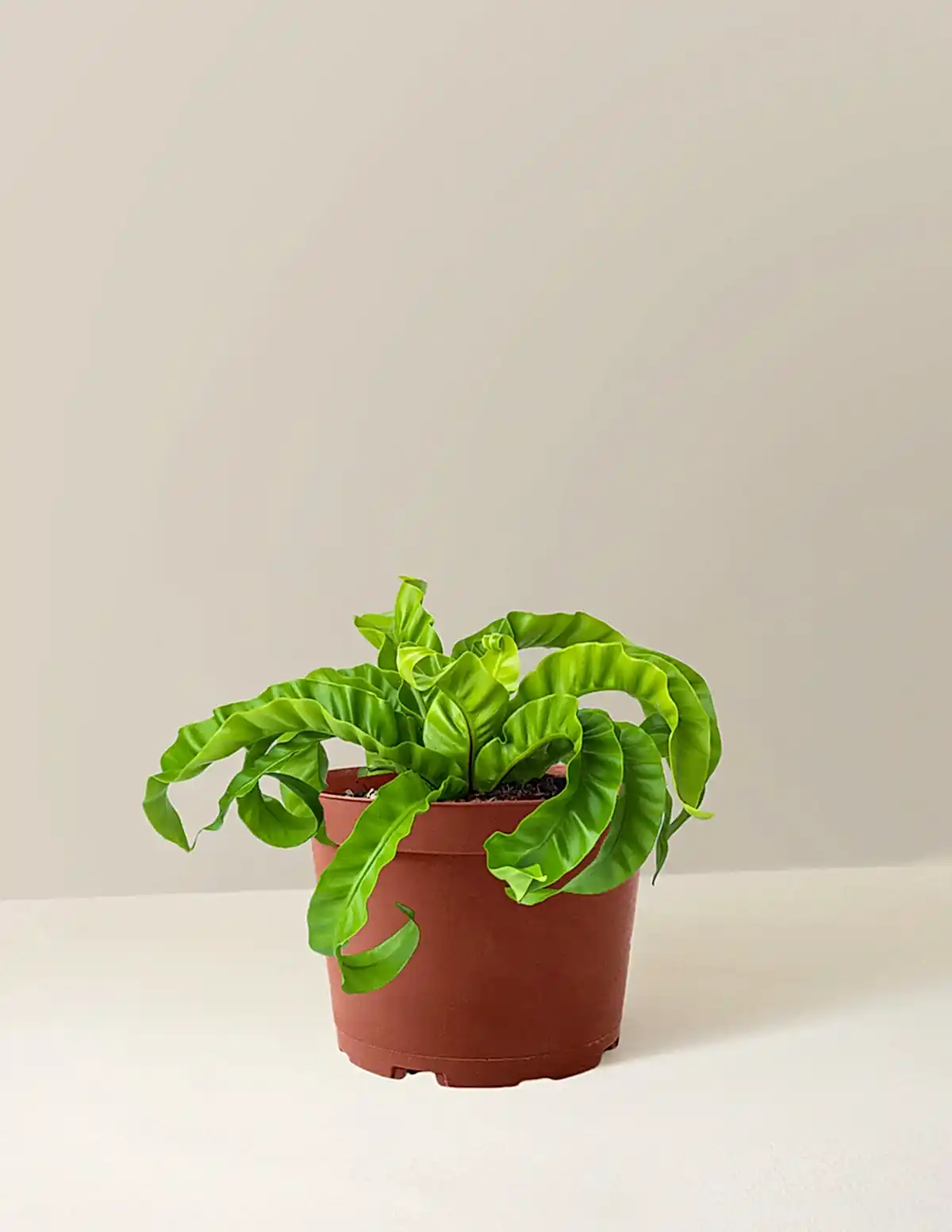 Hurricane Fern