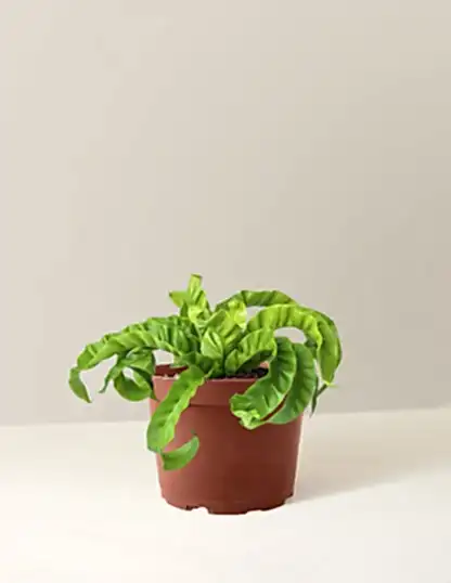 Hurricane Fern