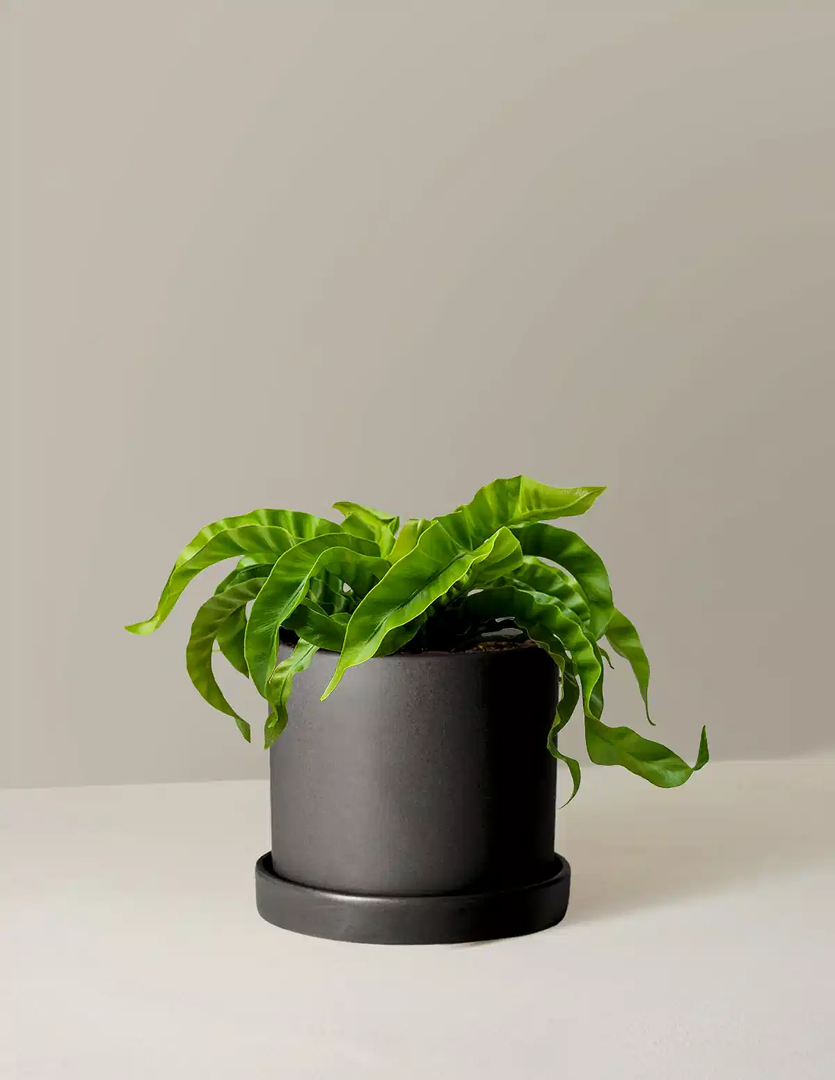 Hurricane Fern