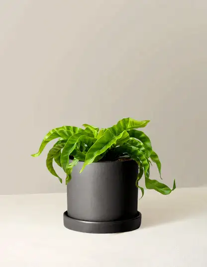 Hurricane Fern