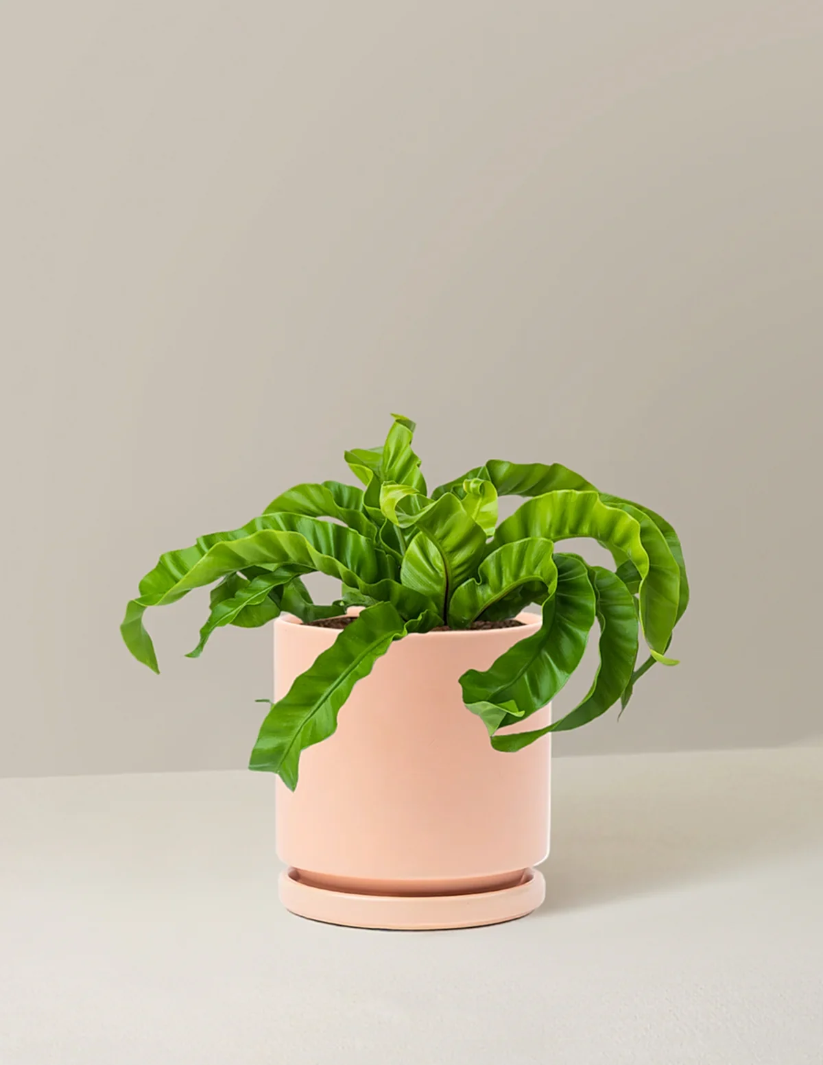 Hurricane Fern