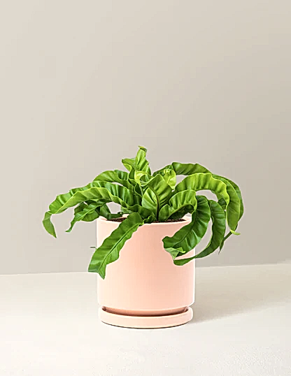 Hurricane Fern