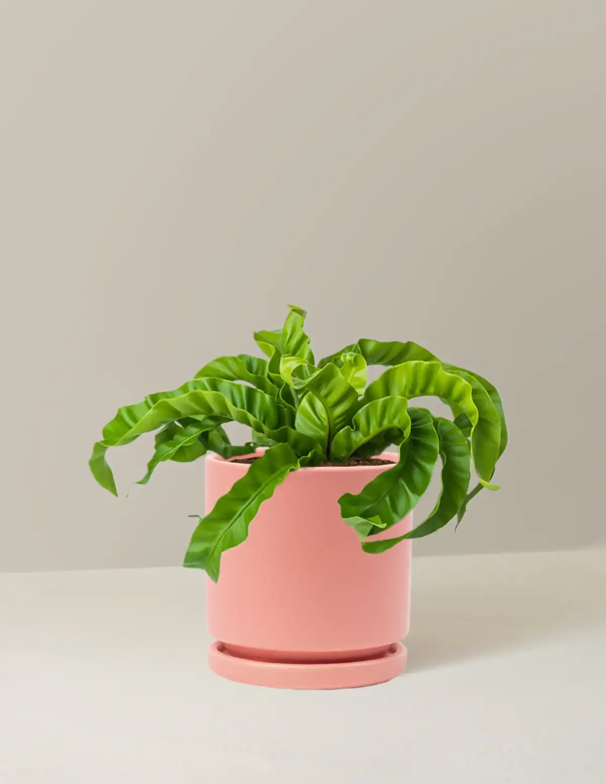 Hurricane Fern