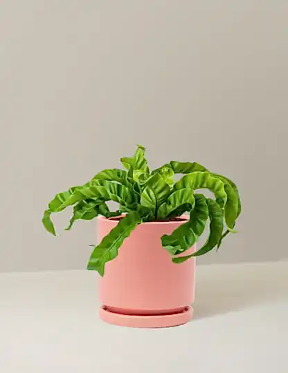 Hurricane Fern