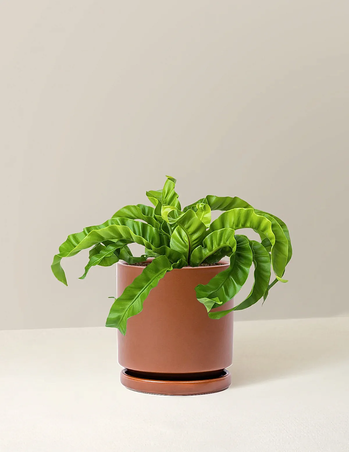 Hurricane Fern