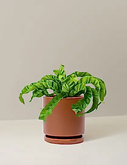 Hurricane Fern