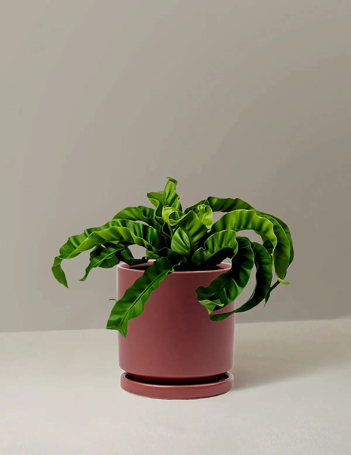 Hurricane Fern