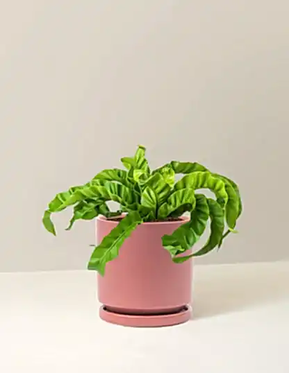 Hurricane Fern