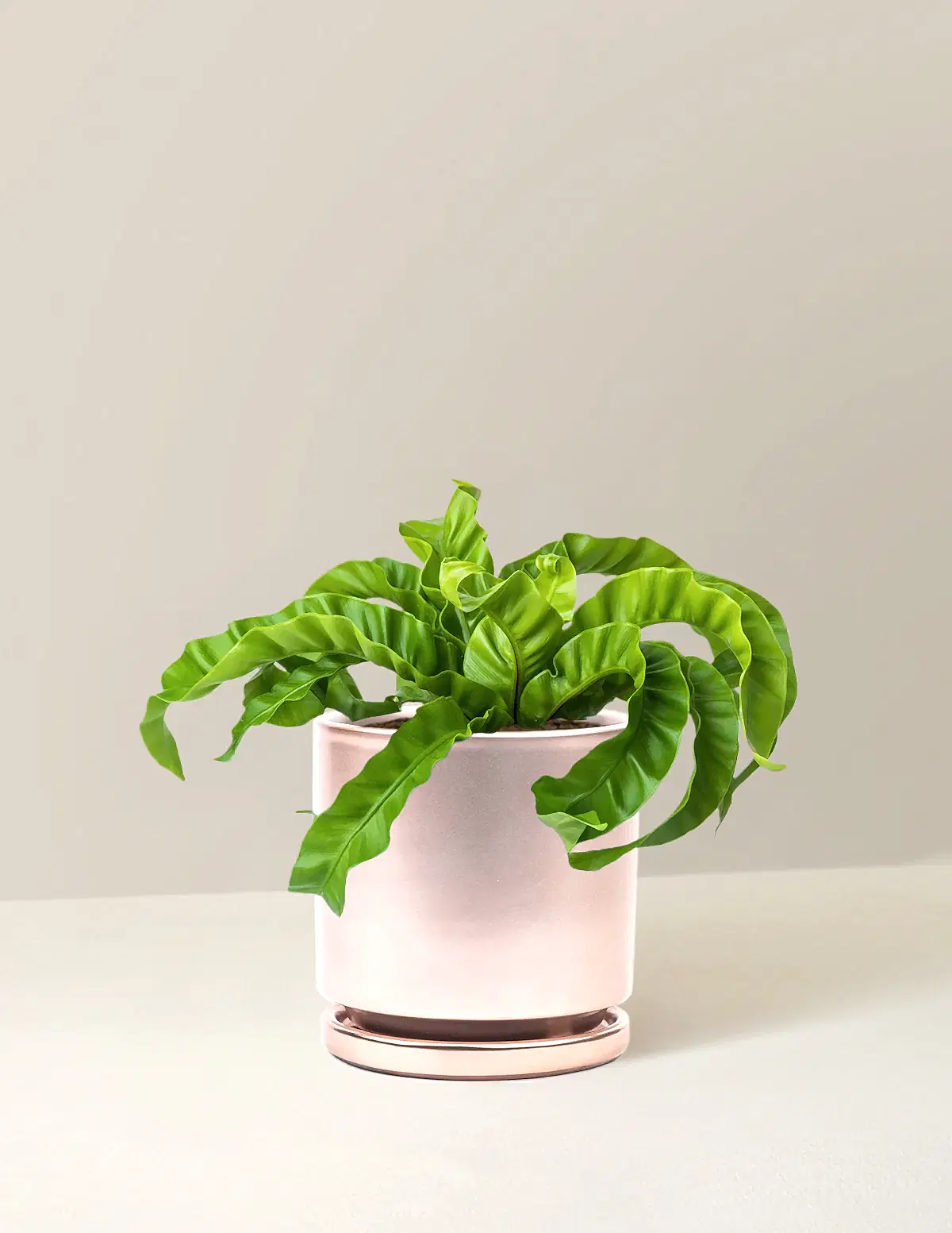 Hurricane Fern