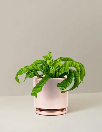 Hurricane Fern