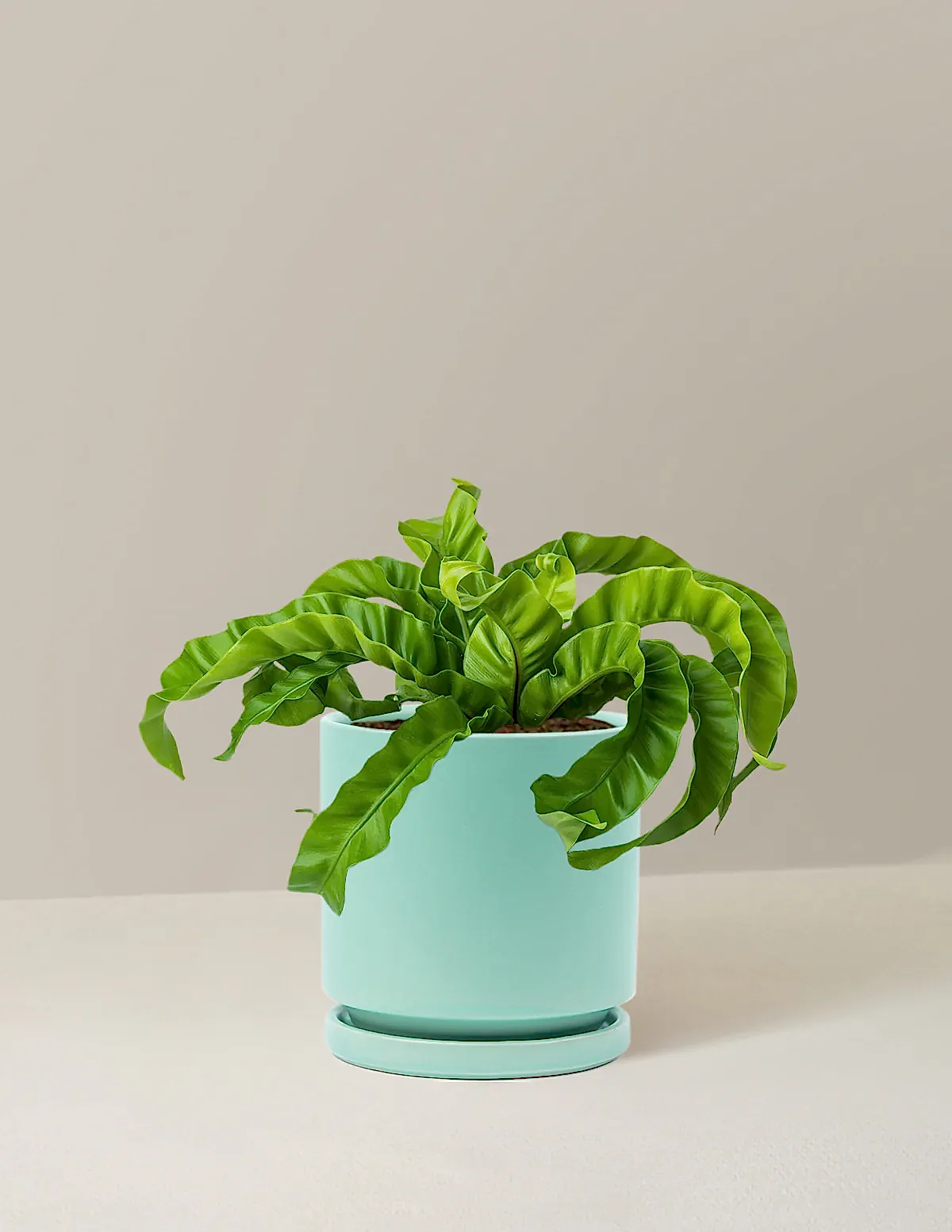 Hurricane Fern