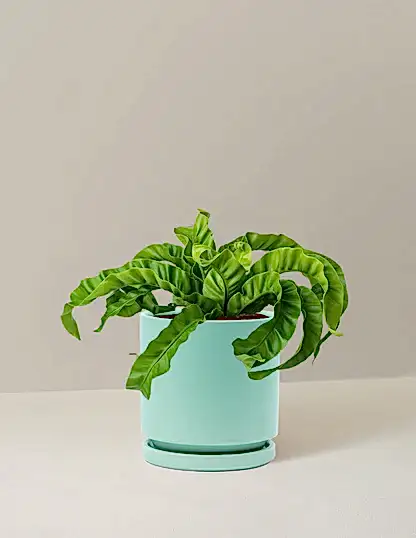 Hurricane Fern