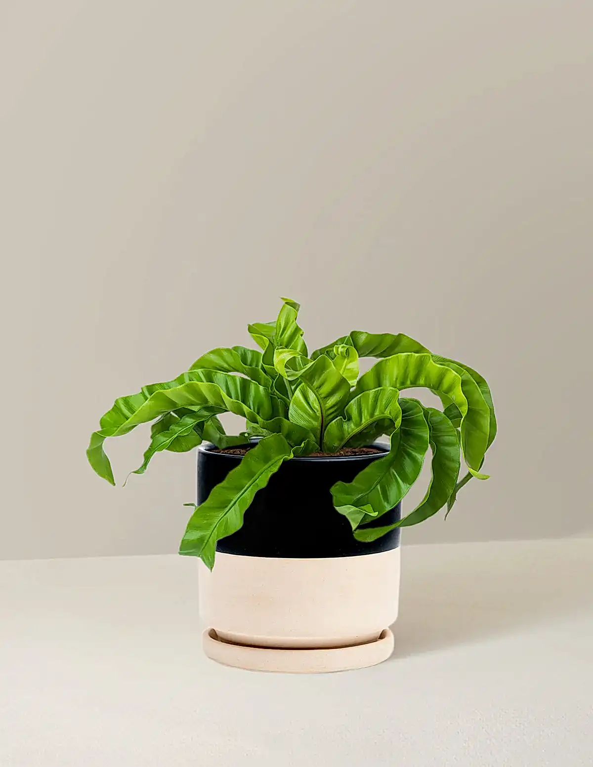 Hurricane Fern