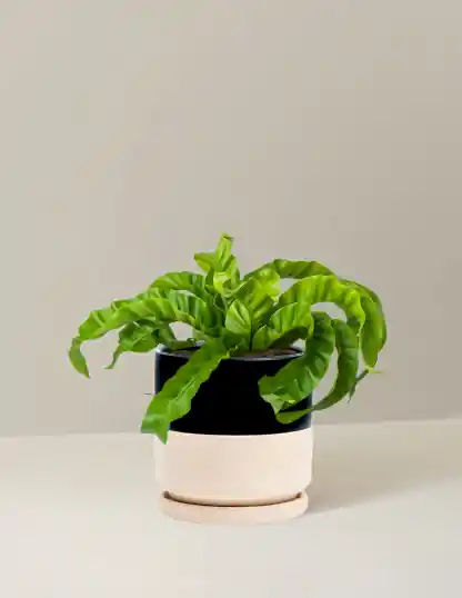Hurricane Fern