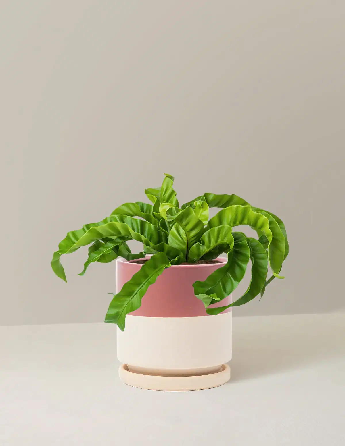 Hurricane Fern