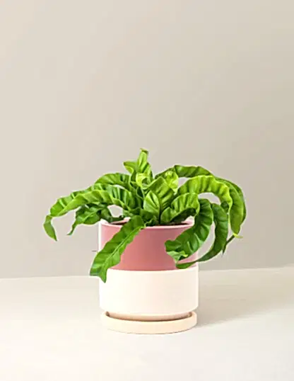 Hurricane Fern