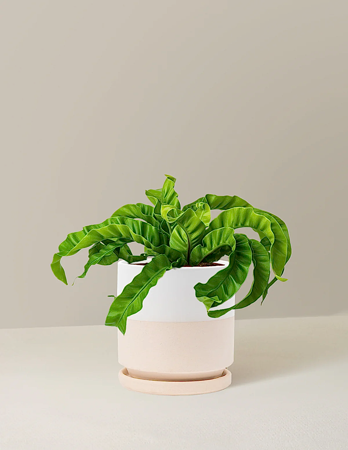 Hurricane Fern