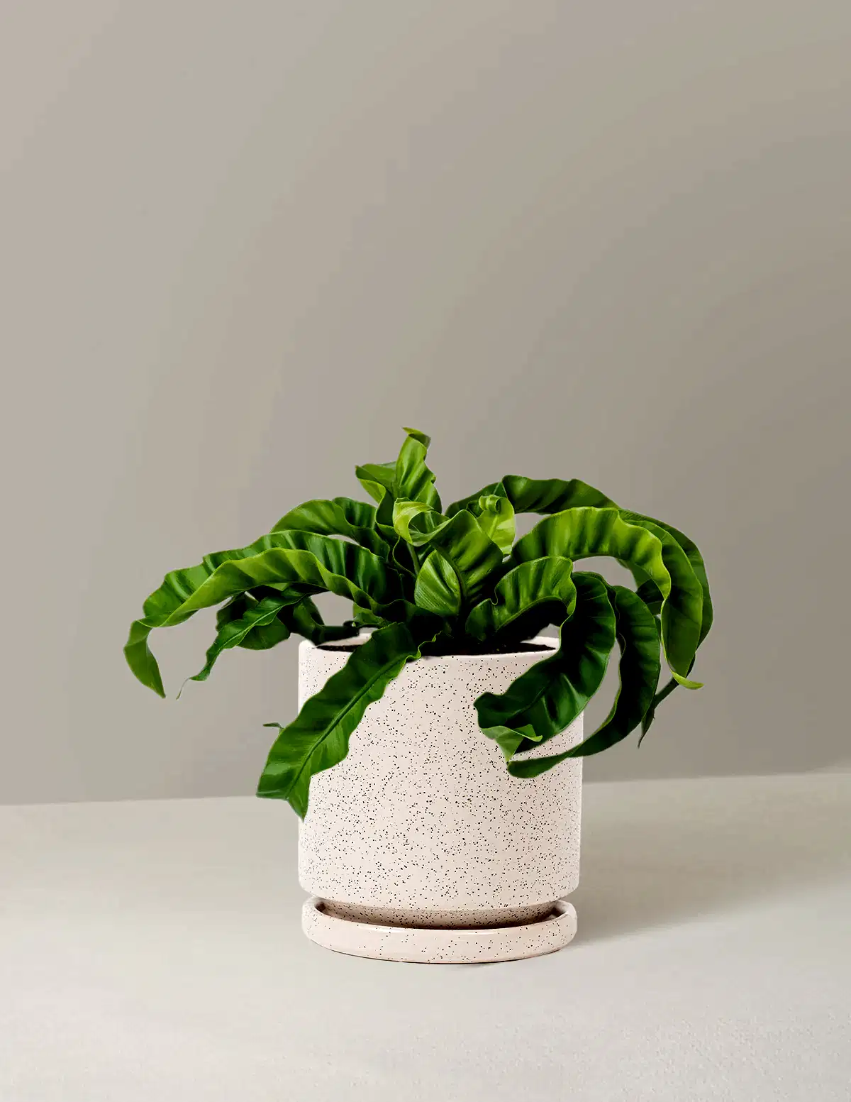 Hurricane Fern