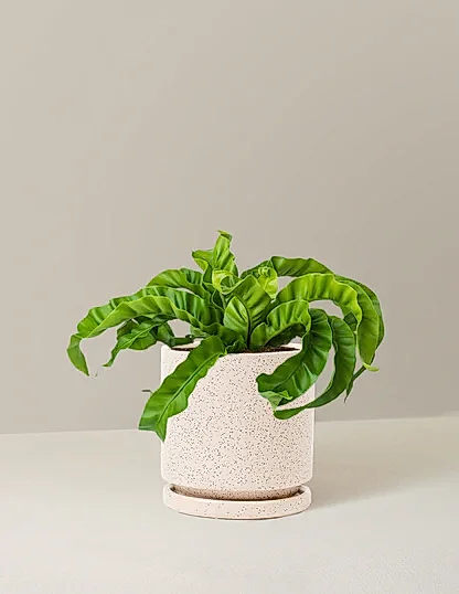 Hurricane Fern
