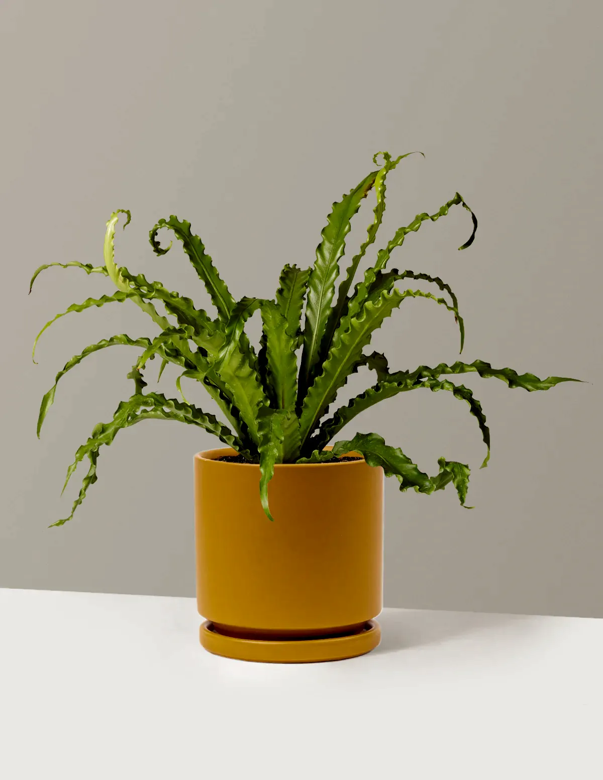 Bird’s Nest Fern