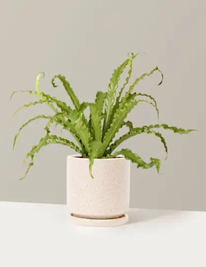 Bird’s Nest Fern