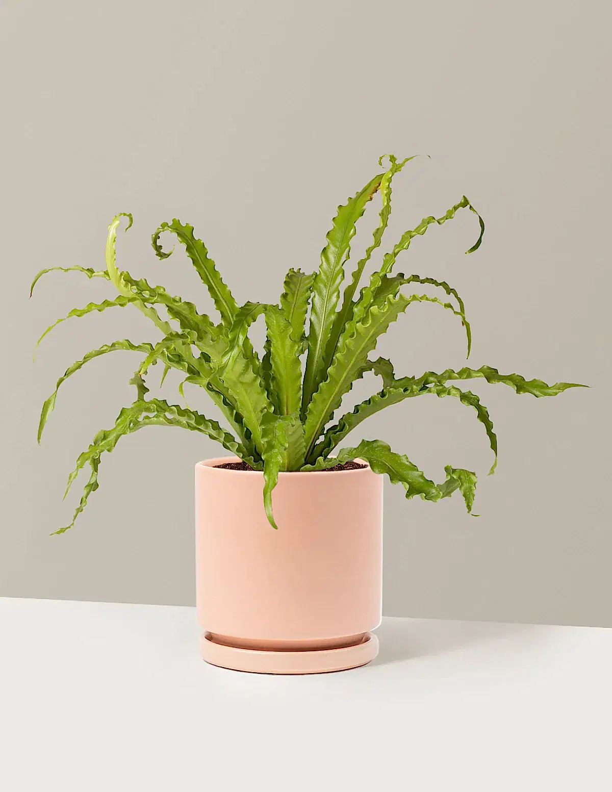 Bird’s Nest Fern