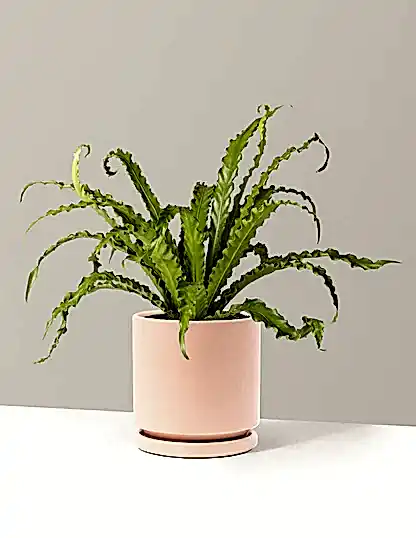 Bird’s Nest Fern