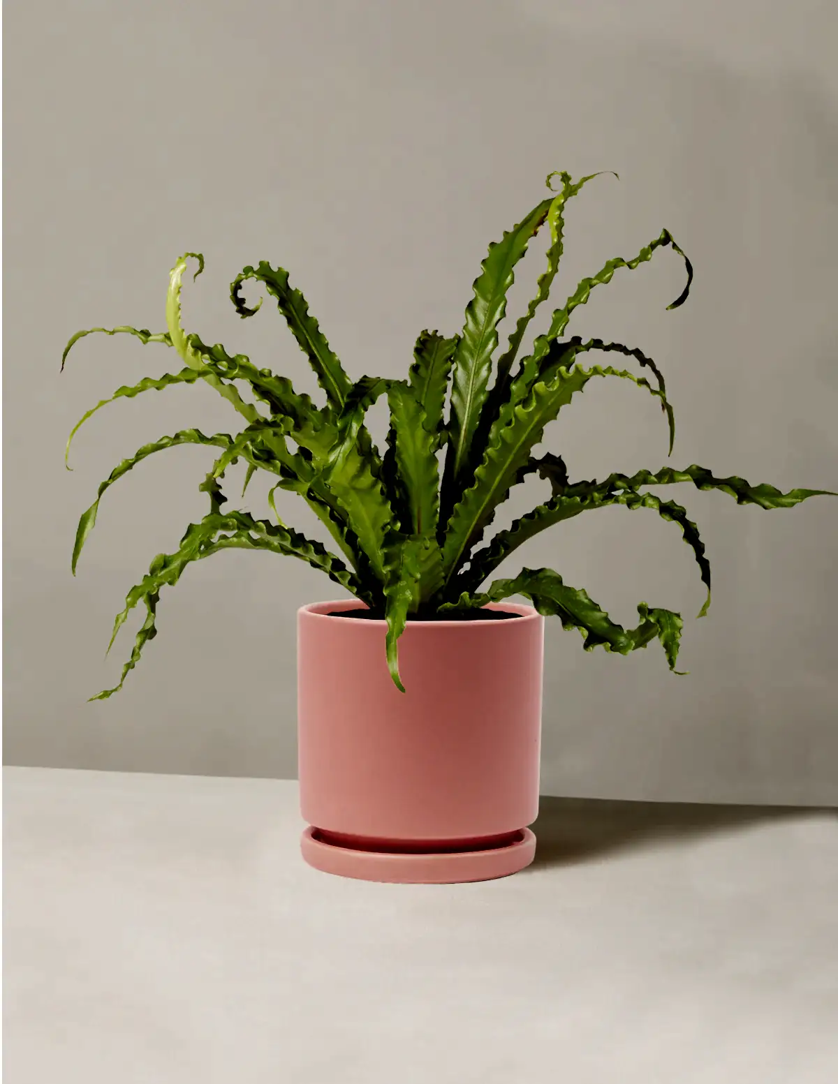 Bird’s Nest Fern
