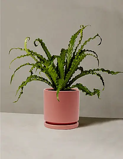 Bird’s Nest Fern