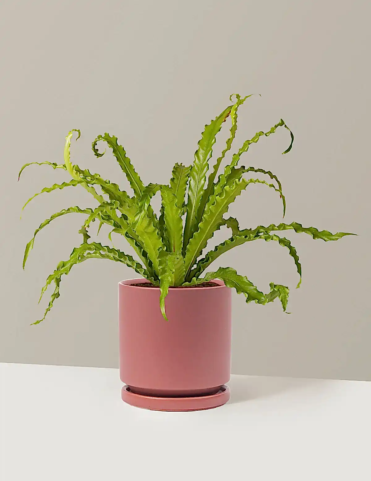 Bird’s Nest Fern
