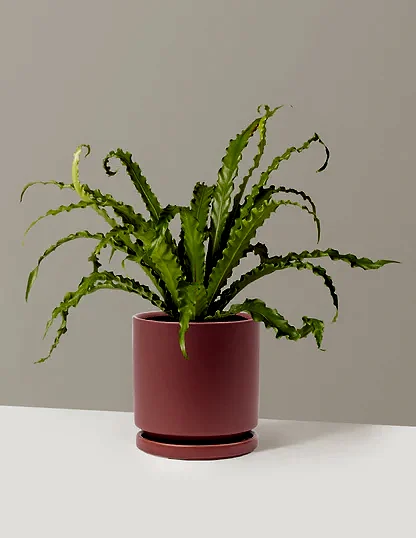 Bird’s Nest Fern