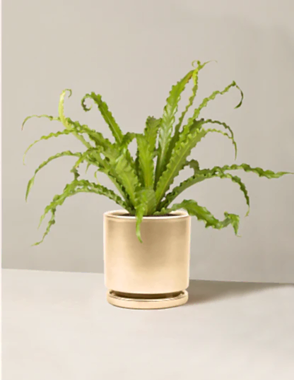 Bird’s Nest Fern