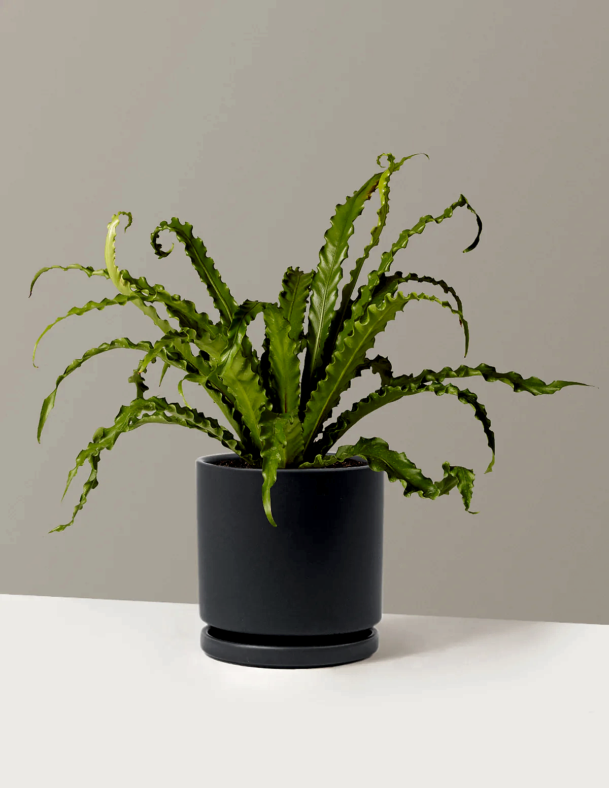 Bird’s Nest Fern