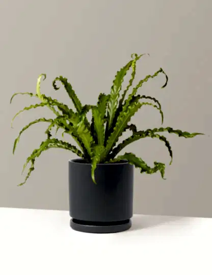 Bird’s Nest Fern