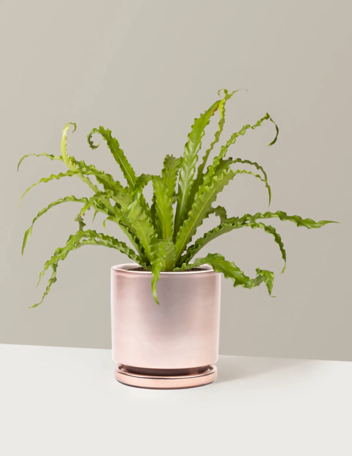 Bird’s Nest Fern
